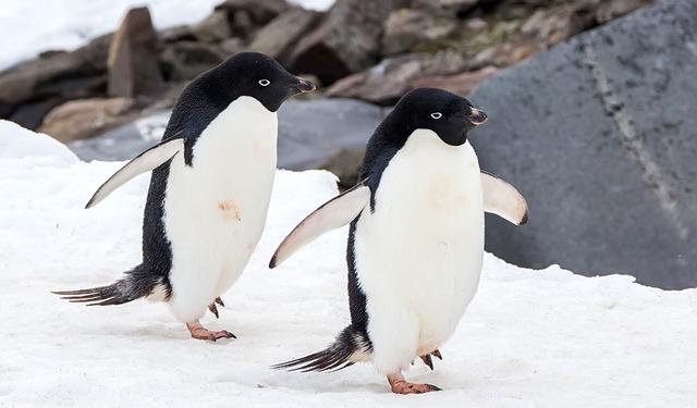 学者在南极研究企鹅爱爱的方式，研究结果恐怖变态到他不敢发表