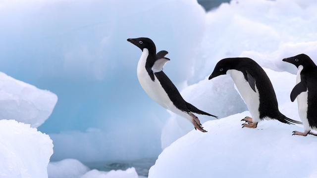 学者在南极研究企鹅爱爱的方式，研究结果恐怖变态到他不敢发表