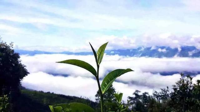 普洱茶投集团12月26日与澜沧县富邦乡签约，拉开邦崴茶区开发序幕