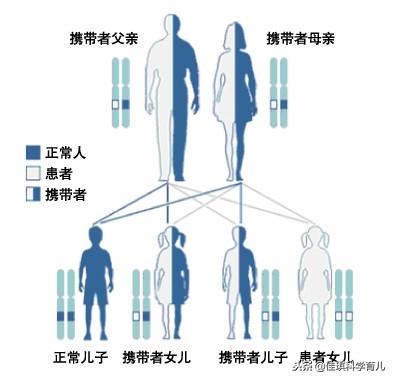 太准了！夫妻谁的基因决定了孩子的智商和相貌？