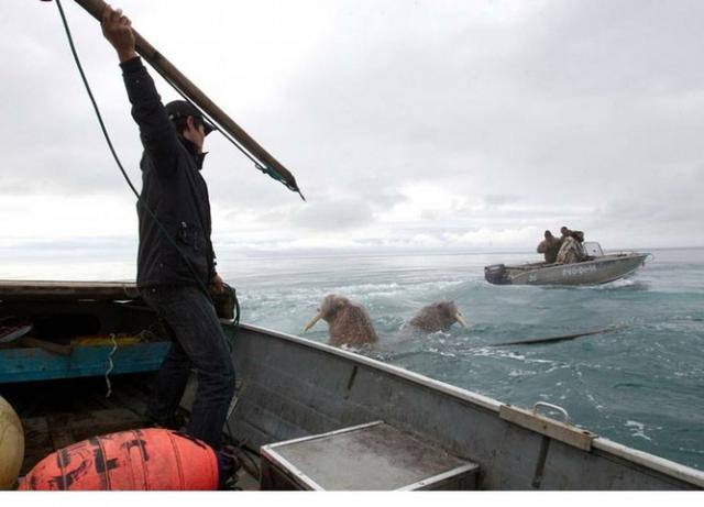 西伯利亚最古老的土著民族血腥捕杀海象震撼场景