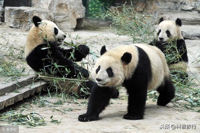 北京动物园的介绍