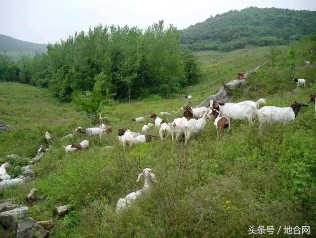 到农村投资山林地，林权流转合同很多人都签错了！附上范本