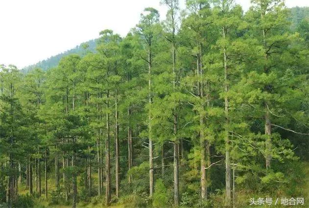 到农村投资山林地，林权流转合同很多人都签错了！附上范本