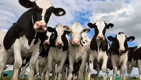 在农村养牛成本多少？一年的利润能有多少及如何降低养牛成本