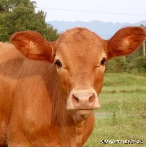 在农村养牛成本多少？一年的利润能有多少及如何降低养牛成本