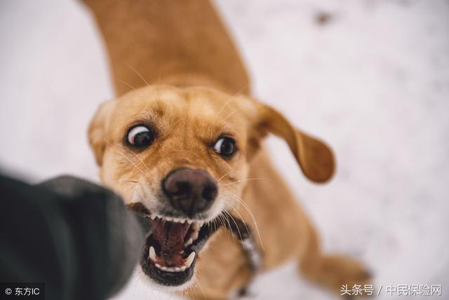 猫抓狗咬打狂犬病疫苗，意外险保吗？保险公司有哪些报销限制？