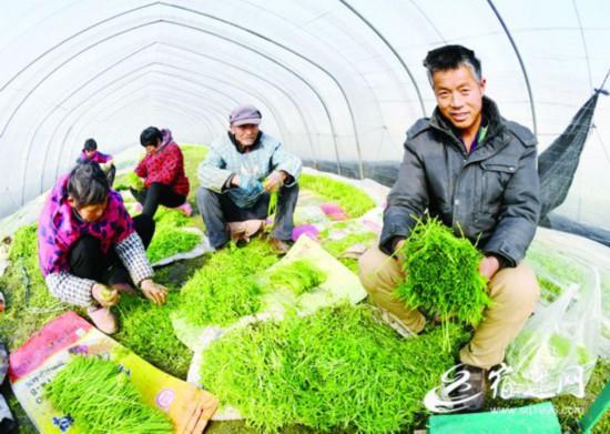 宿迁：特色种植小芦蒿 幸福生活节节高