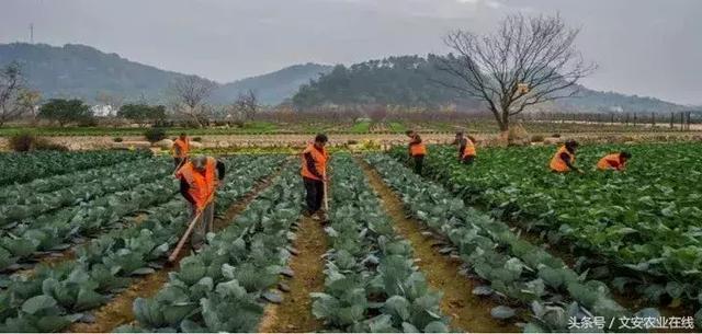 堂主A20最长农业演讲：没有十年土地死磕，不要妄谈农业高手！