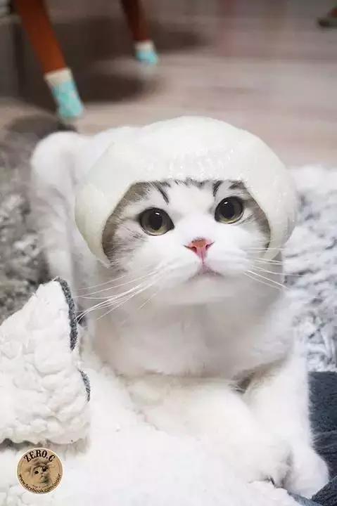日本猫咪告诉你什么叫包子脸才是王道