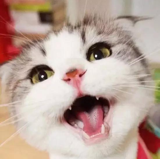 日本猫咪告诉你什么叫包子脸才是王道