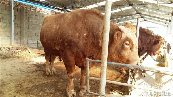 现在畜牧市场的“鲁西黄牛”到底是不是鲁西黄牛