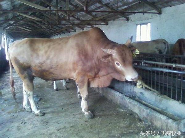 现在畜牧市场的“鲁西黄牛”到底是不是鲁西黄牛