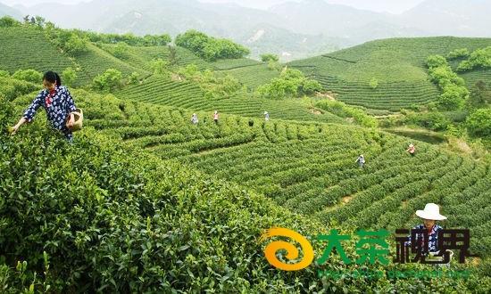邮储银行为茶产业开办林权抵押贷款以满足资金需求