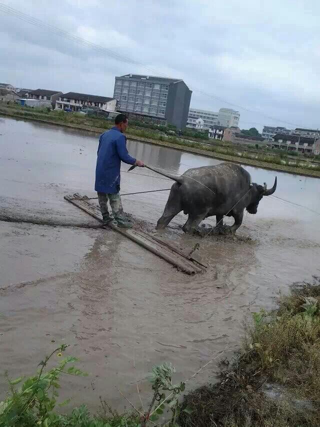 土地经营权抵押贷款怎么贷？能贷多少？