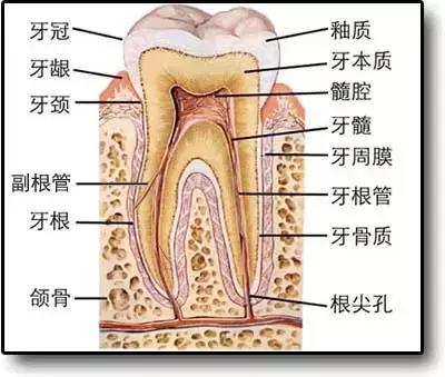 窝沟封闭有必要做吗？孩子多大可以做？这篇文章告诉你