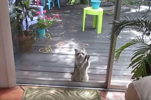 浣熊上门偷吃猫粮，看见主人没添粮，居然用石头敲窗要求把碗装满