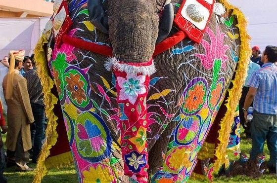 世界上有多少个国家有资格举办大象节