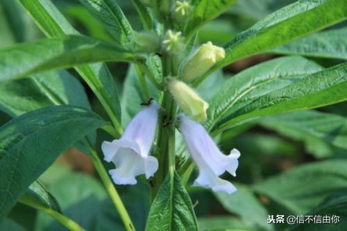 比别人多了一条信息，换来客源不断，生意如同芝麻开花节节攀升！