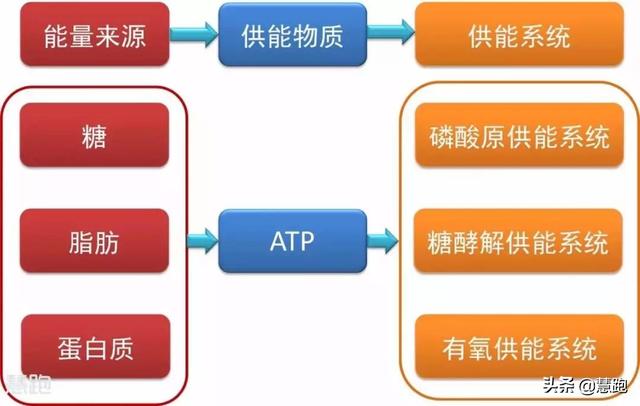 怎样才能跑得久跑得快？全面训练你的能量系统是根本