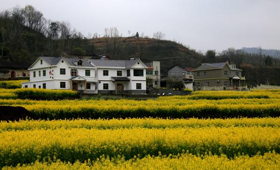 花花世界 香飘五峰