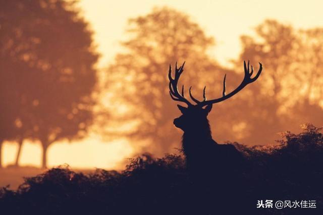 心理测试：测试一下你在爱情中对另一半深情还是薄情？挺准确！