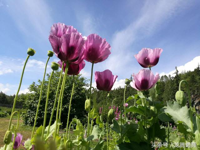 阿拉斯加夏日冰爽之旅（四）：锡特卡的罂粟花和白头海雕