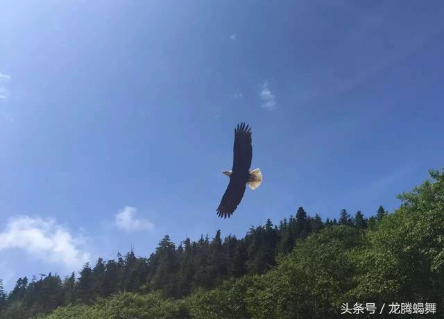 阿拉斯加夏日冰爽之旅（四）：锡特卡的罂粟花和白头海雕