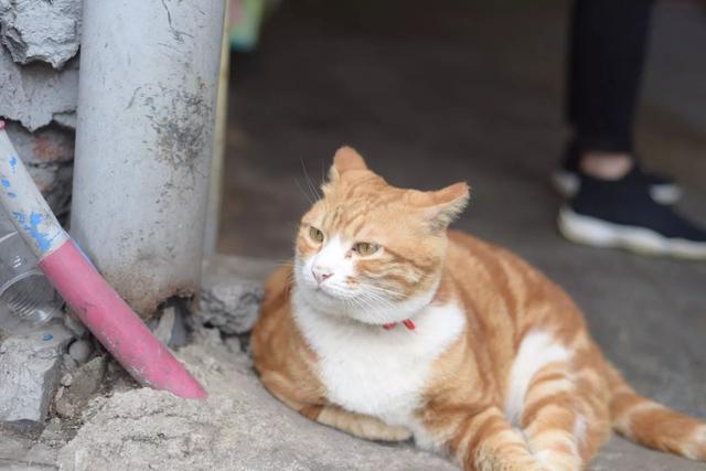 越秀｜一德路的肥橘猫“波仔”红了，连屁股也长成“小心心”模样