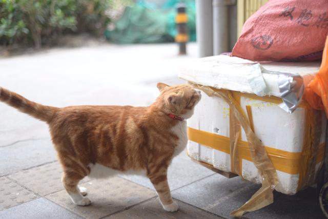 越秀｜一德路的肥橘猫“波仔”红了，连屁股也长成“小心心”模样