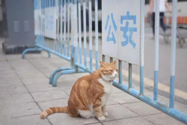 越秀｜一德路的肥橘猫“波仔”红了，连屁股也长成“小心心”模样