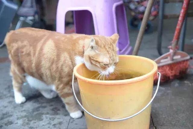 越秀｜一德路的肥橘猫“波仔”红了，连屁股也长成“小心心”模样