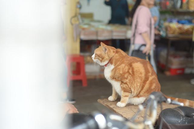 越秀｜一德路的肥橘猫“波仔”红了，连屁股也长成“小心心”模样