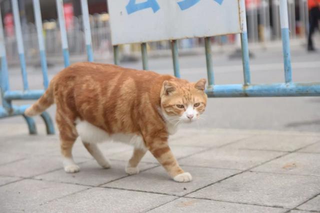 越秀｜一德路的肥橘猫“波仔”红了，连屁股也长成“小心心”模样