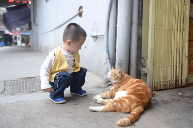 越秀｜一德路的肥橘猫“波仔”红了，连屁股也长成“小心心”模样