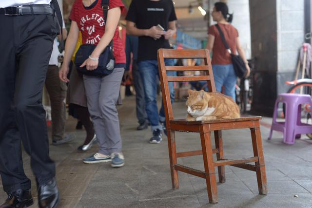 越秀｜一德路的肥橘猫“波仔”红了，连屁股也长成“小心心”模样