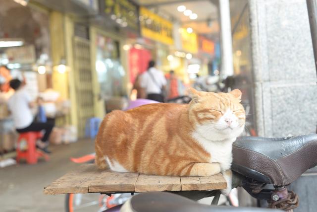 越秀｜一德路的肥橘猫“波仔”红了，连屁股也长成“小心心”模样