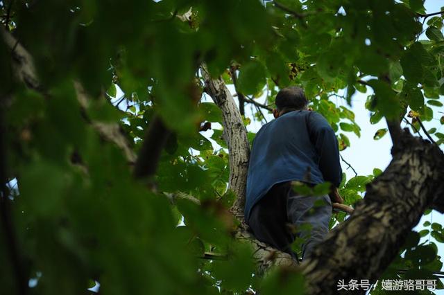 73岁农民爬6、7米高的树打核桃，农村大爷说不卖，留给孙女吃