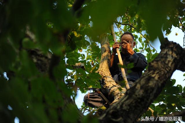 73岁农民爬6、7米高的树打核桃，农村大爷说不卖，留给孙女吃