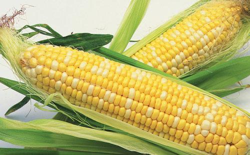 欧盟委员会：批准先正达的11种转基因玉米