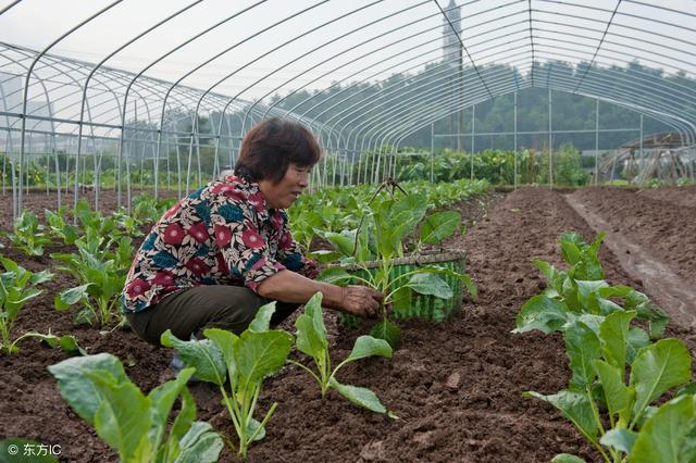 菜田使用除草剂注意事项