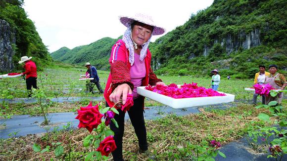 精准扶贫抓住“牛鼻子” 恒大扶贫效果渐显