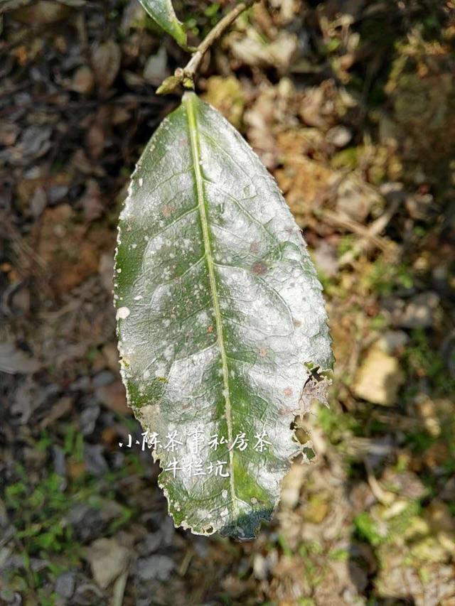 一篇文章告诉您岩茶三剑客水仙、肉桂、大红袍的区别，快收藏！