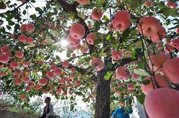 栖霞为什么能种出这么好吃的苹果！