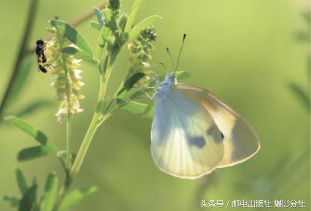 4个拍摄方案让你轻松搞定昆虫摄影