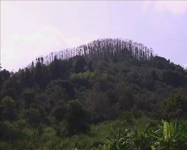 记者追踪：眼睁睁看着十万棵成材桉树冻死山场...林权证，我还要等多久？