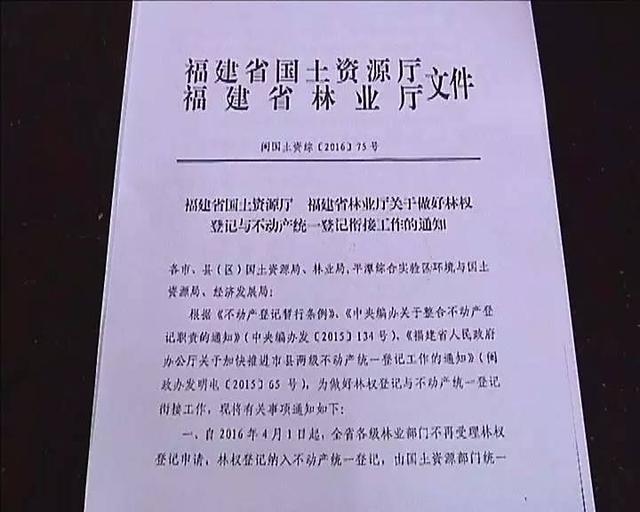 记者追踪：眼睁睁看着十万棵成材桉树冻死山场...林权证，我还要等多久？