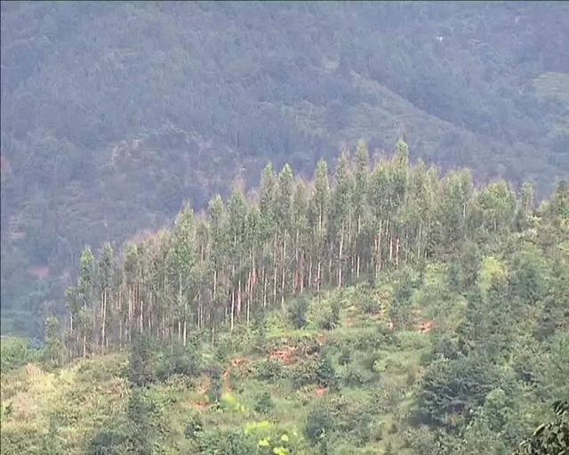 记者追踪：眼睁睁看着十万棵成材桉树冻死山场...林权证，我还要等多久？