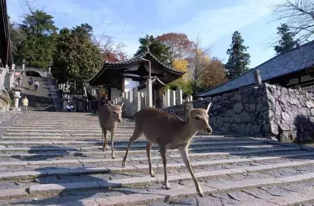 日本最全旅游攻略，让你立马秒变旅游达人