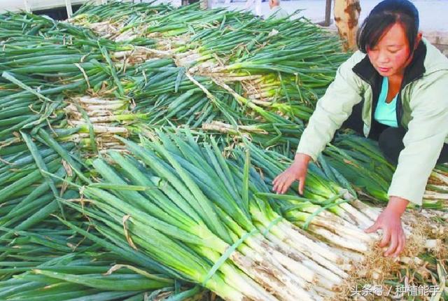 大葱地除草，既安全又彻底，这种方法效果最好